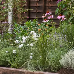 Sensory Border Collection - 5m X 60cm -Garden Haven Shop 12806841 8645034598247412