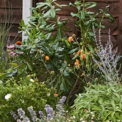 Sensory Border Collection - 7m X 60cm 12 Sensory Border Collection - 7m X 60cm -Garden Haven Shop 12806843 1135034599889171