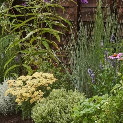 Sensory Border Collection - 7m X 60cm 11 Sensory Border Collection - 7m X 60cm -Garden Haven Shop 12806843 1415034599839941