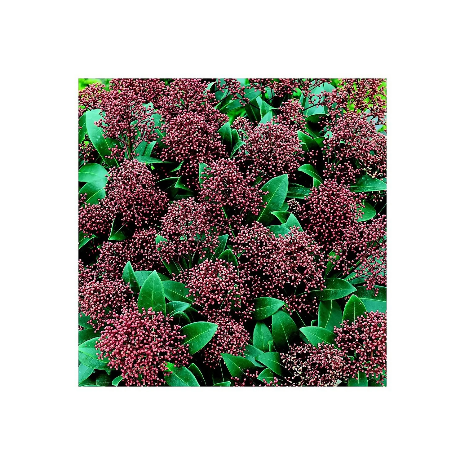 Skimmia Japonica Rubella 17cm 1 Skimmia Japonica Rubella 17cm
