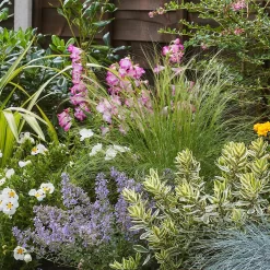 Sunny Border Collection - 3m X 90cm 11 Sunny Border Collection - 3m X 90cm -Garden Haven Shop 12811320 9545034640230909