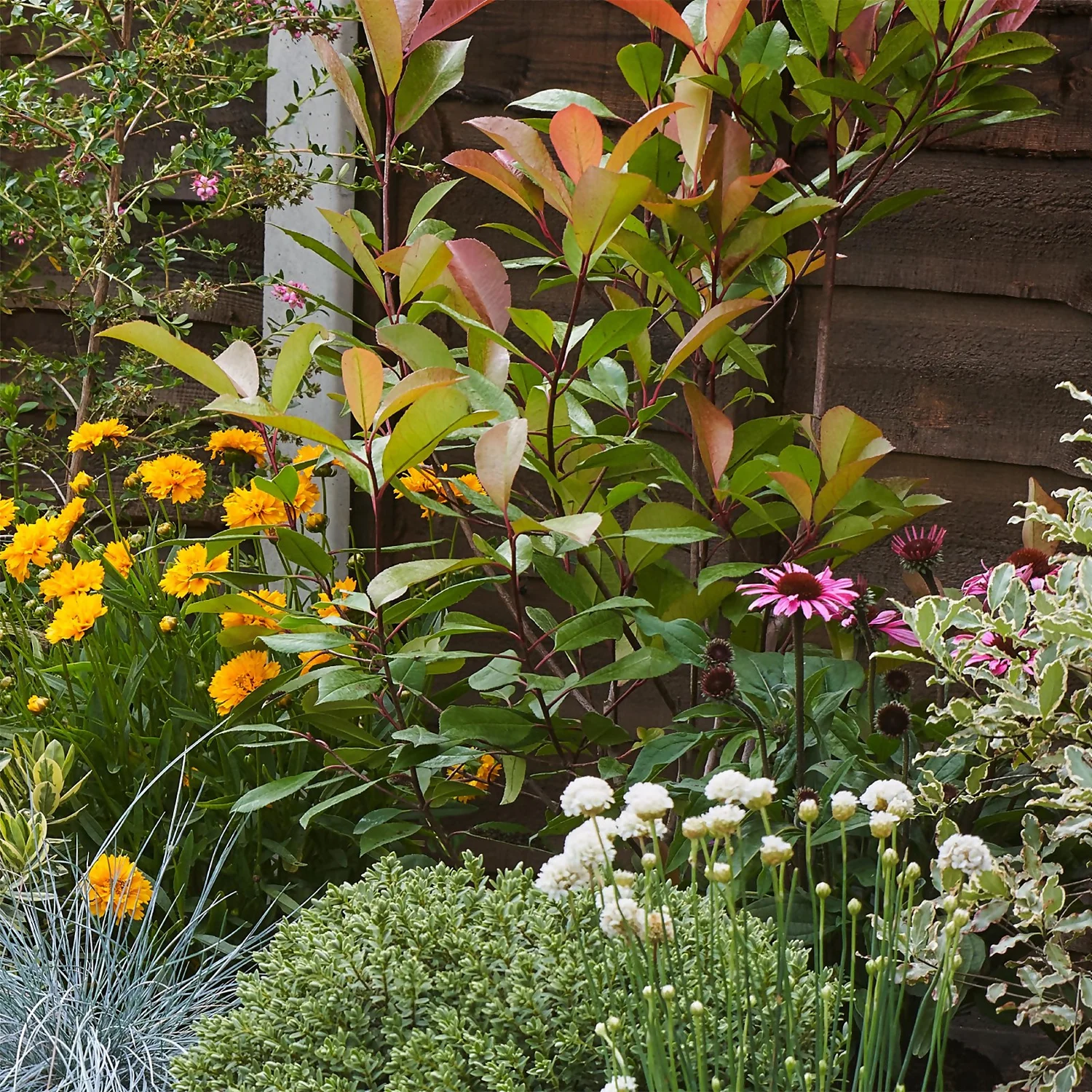 Sunny Border Collection - 10m X 90cm 6 Sunny Border Collection - 10m X 90cm - Image 6