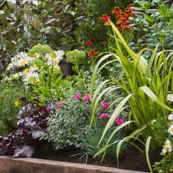 Sunny Border Collection - 10m X 90cm 10 Sunny Border Collection - 10m X 90cm -Garden Haven Shop 12811339 7075035169955576