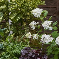 Shady Border Collection - 7m X 60cm -Garden Haven Shop 12811397 8105034636814527