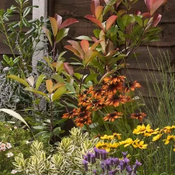 Mediterranean Border Collection - 9m X 60cm -Garden Haven Shop 12811477 1625027868368484