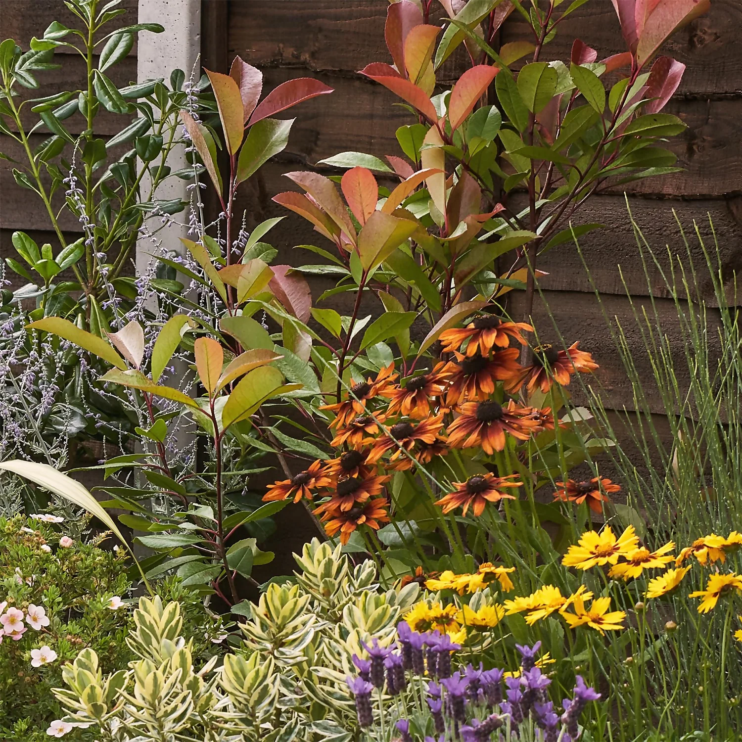 Mediterranean Border Collection - 3m X 90cm 6 Mediterranean Border Collection - 3m X 90cm - Image 6