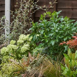 Evergreen Border Collection - 3m X 90cm -Garden Haven Shop 12811577 1915027649591480