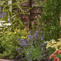 Bee And Butterfly Border Collection - 6m X 60cm 11 Bee And Butterfly Border Collection - 6m X 60cm -Garden Haven Shop 12811632 1365027567680080