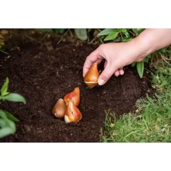 Westland Bulb Planting Compost - 20L -Garden Haven Shop 12819355 9244869971373729