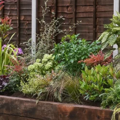 Evergreen Border 4m X 40cm