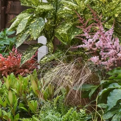 Evergreen Border 4m X 40cm 12 Evergreen Border 4m X 40cm -Garden Haven Shop 12823314 1375027649632505