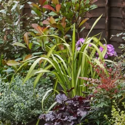 Evergreen Border 4m X 40cm 10 Evergreen Border 4m X 40cm -Garden Haven Shop 12823314 5285027649539175