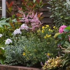 Shady Border 10m X 40cm -Garden Haven Shop 12823478 2785034638116290