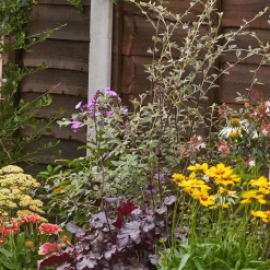 Bee And Butterfly Border 5m X 40cm 12 Bee And Butterfly Border 5m X 40cm -Garden Haven Shop 12823767 2045035131027582