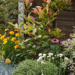 Sunny Border 2m X 120cm 12 Sunny Border 2m X 120cm -Garden Haven Shop 12827486 9165034641084889