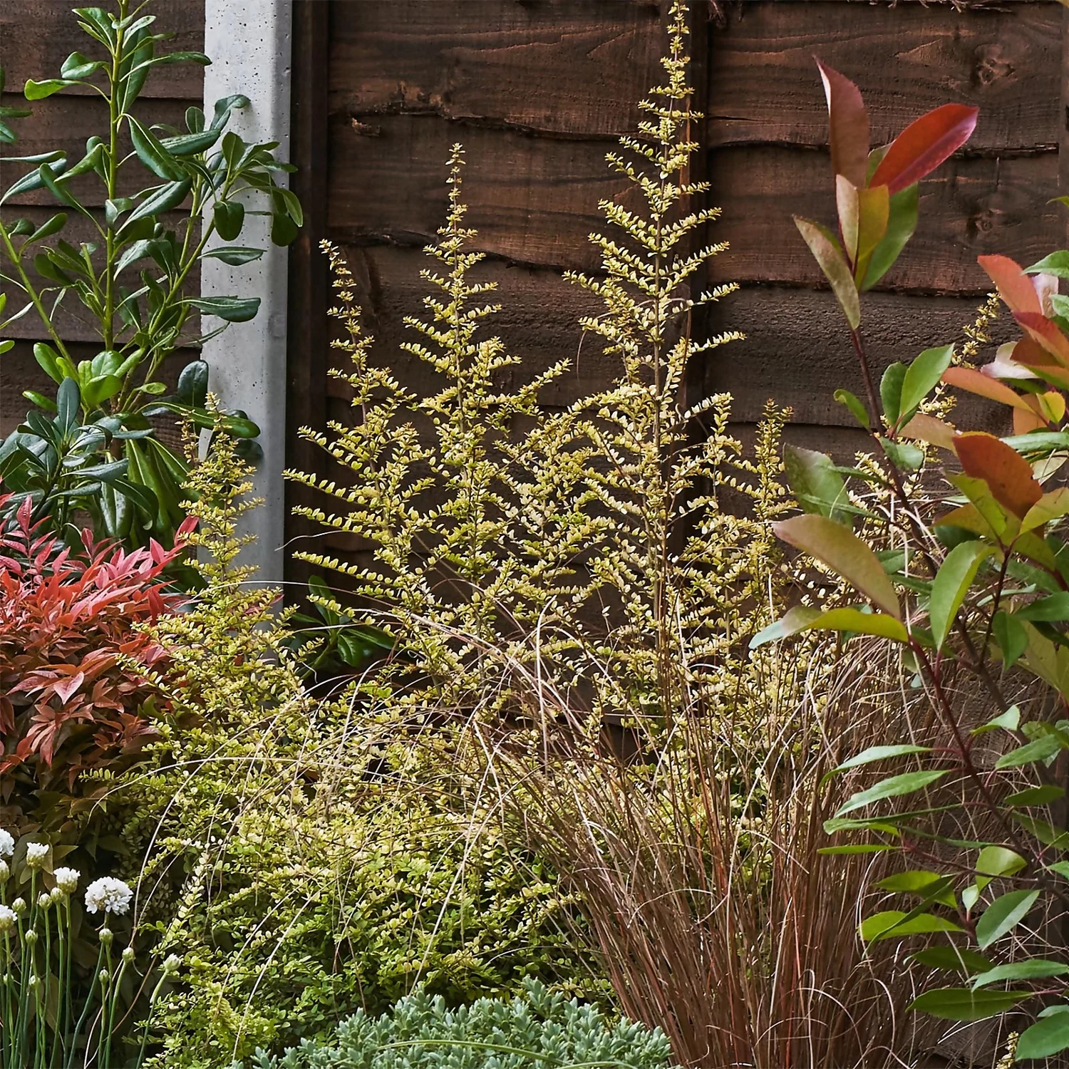 Garden On A Roll Eco Border - 10m X 90cm 6 Garden On A Roll Eco Border - 10m X 90cm - Image 6