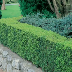 Buxus (Box) 6 Pack