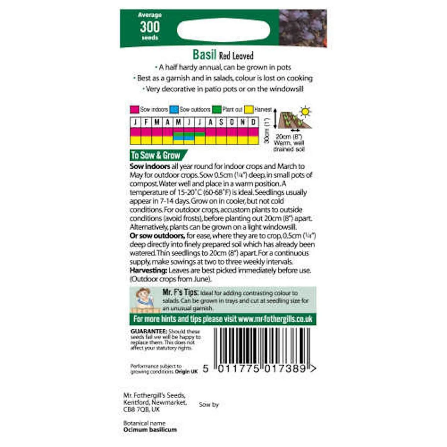 Mr. Fothergill's Basil Red Leaved (Ocimum Basilicum) Seeds 2 Mr. Fothergill's Basil Red Leaved (Ocimum Basilicum) Seeds - Image 2