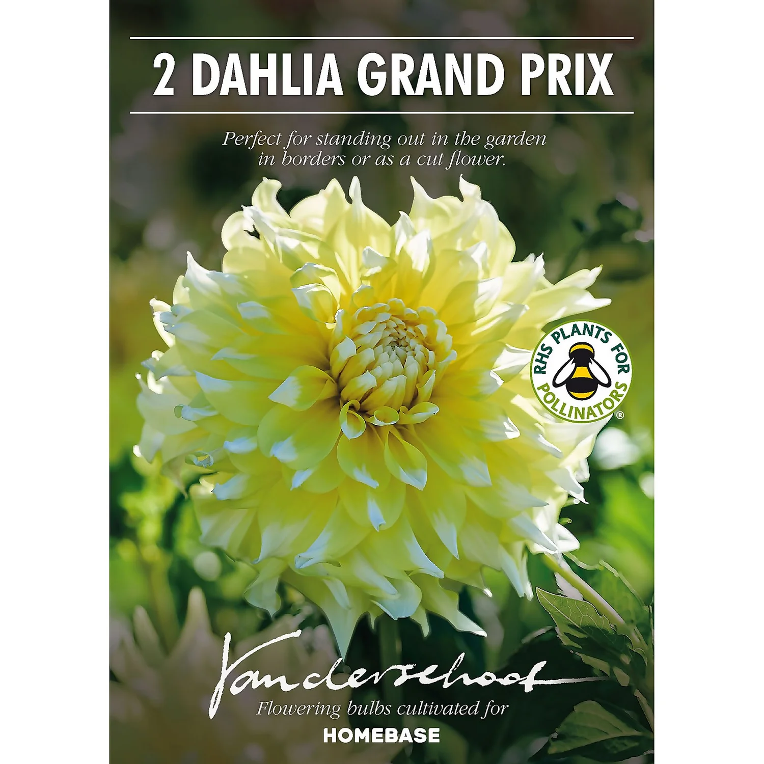None Decorative Dahlia Grand Prix Flower Bulbs 2 None Decorative Dahlia Grand Prix Flower Bulbs - Image 2