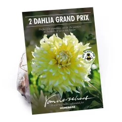 None Decorative Dahlia Grand Prix Flower Bulbs