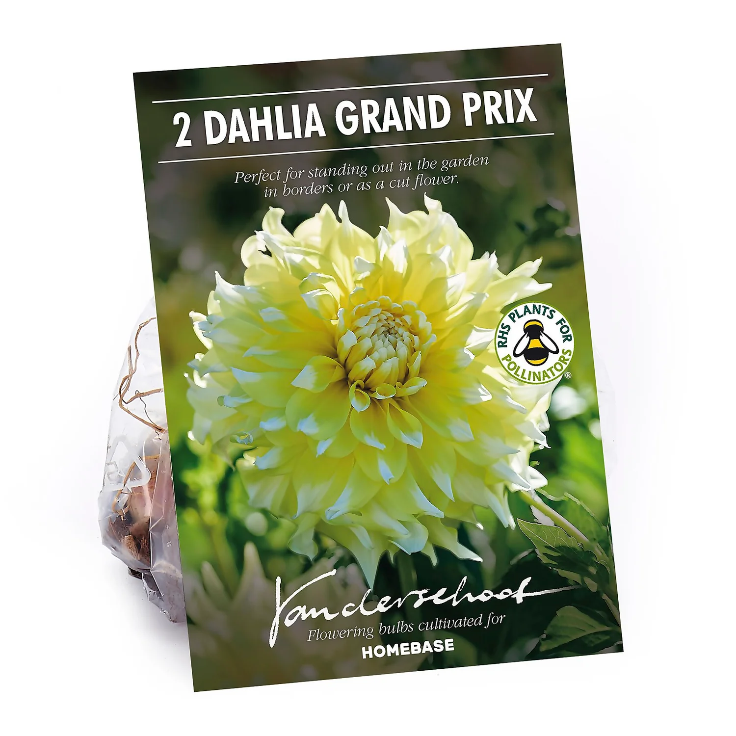 None Decorative Dahlia Grand Prix Flower Bulbs 1 None Decorative Dahlia Grand Prix Flower Bulbs