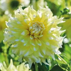 None Decorative Dahlia Grand Prix Flower Bulbs 5 None Decorative Dahlia Grand Prix Flower Bulbs -Garden Haven Shop 12882829 6275020400310942