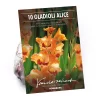 None Small Flowering Gladioli Alice