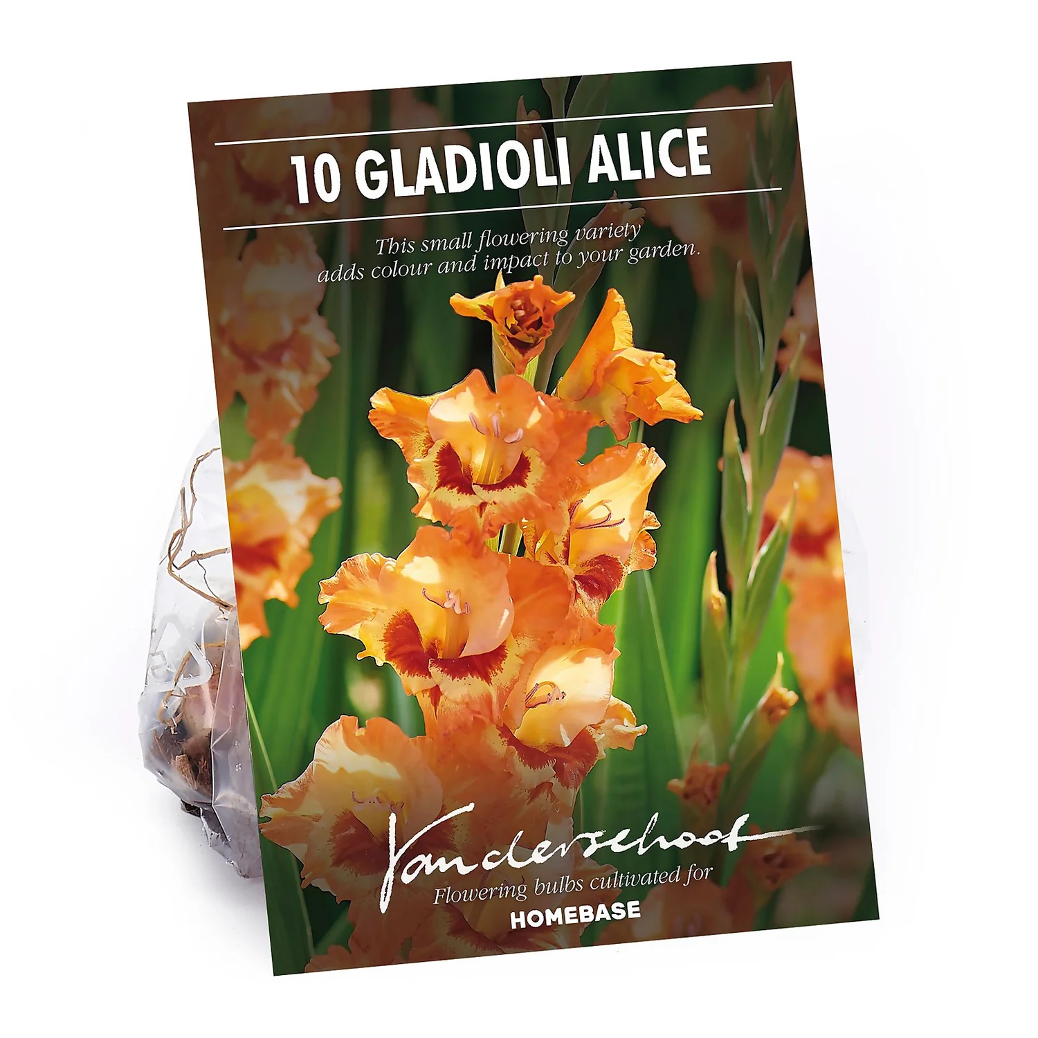 None Small Flowering Gladioli Alice 1 None Small Flowering Gladioli Alice