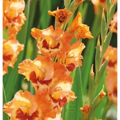 None Small Flowering Gladioli Alice 5 None Small Flowering Gladioli Alice -Garden Haven Shop 12882841 1975020400612418