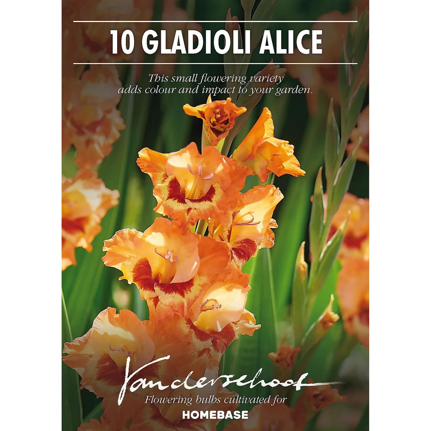 None Small Flowering Gladioli Alice 2 None Small Flowering Gladioli Alice - Image 2