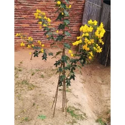 10 Pack Bamboo Canes - 0.9m/3ft -Garden Haven Shop 12885362 8554952637996915