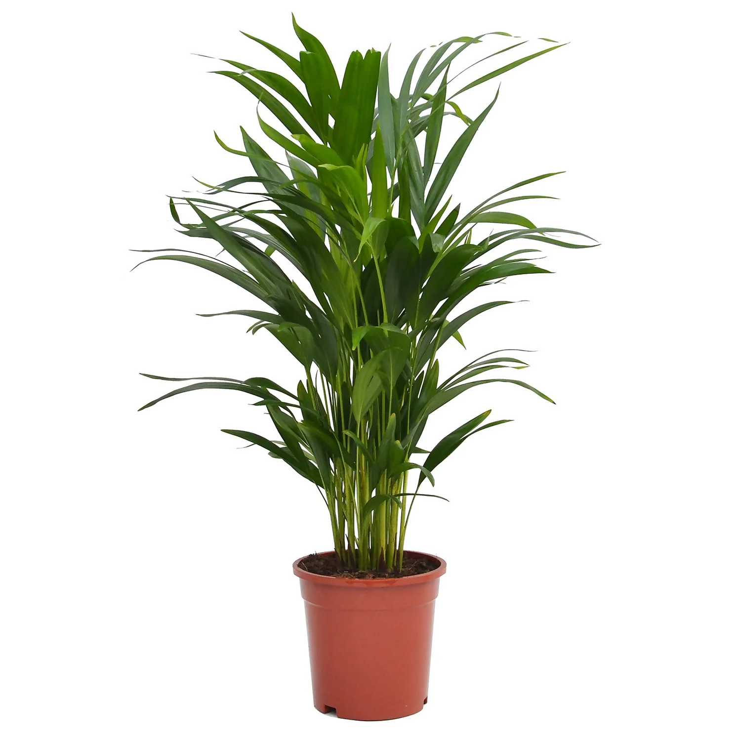 Areca Palm Dypsis Lutescens (Butterfly Or Golden Palm) In 17cm Pot 1 Areca Palm Dypsis Lutescens (Butterfly Or Golden Palm) In 17cm Pot