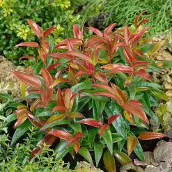 Leucothoe Mix 17cm