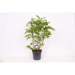 Wisteria Frutescens Amethyst Falls 24cm Large Trellis -Garden Haven Shop 12967345 1125031762133575