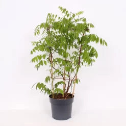 Wisteria Frutescens Amethyst Falls 24cm Large Trellis