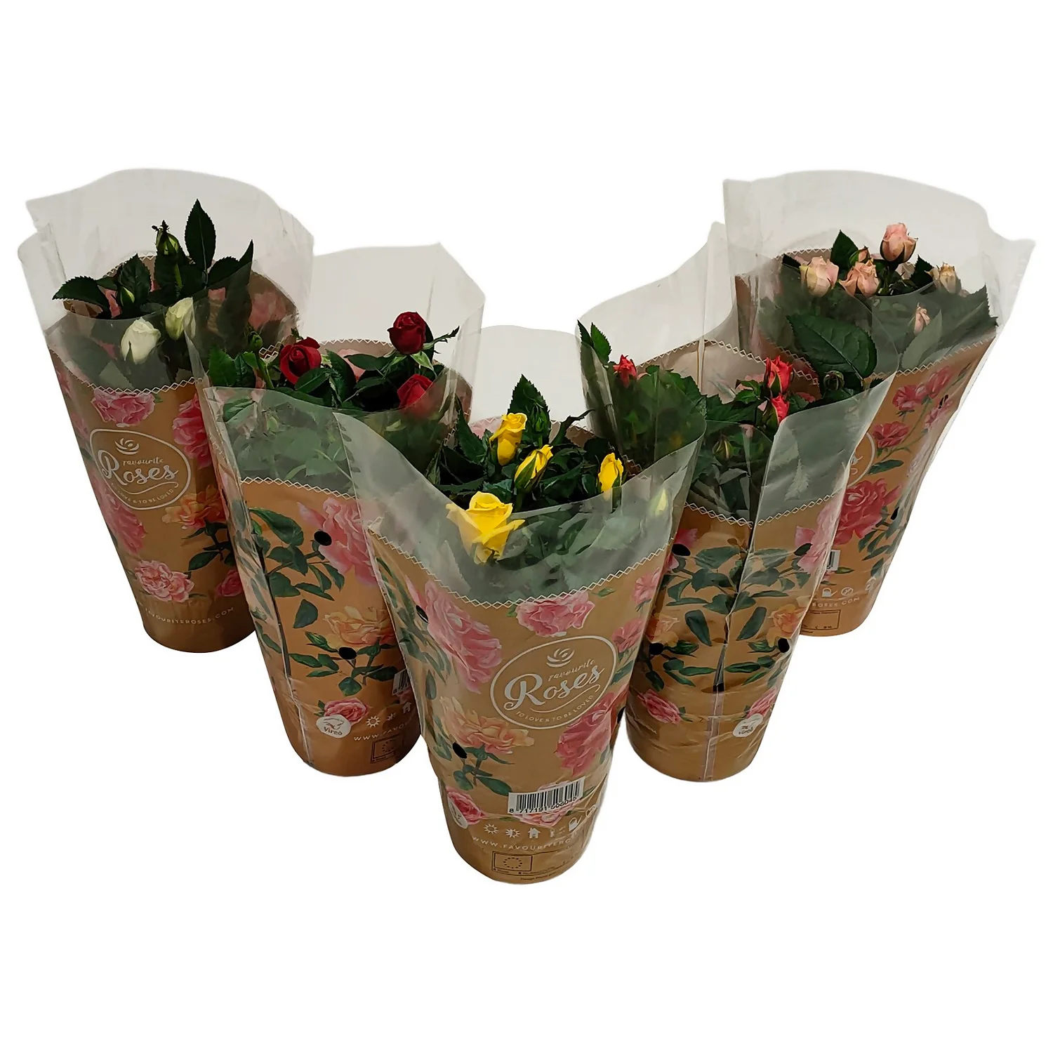 None Miniature Rose Houseplant - 10.5cm 1 None Miniature Rose Houseplant - 10.5cm