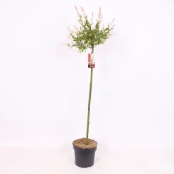 Salix Integra Flamingo 21cm STD