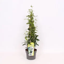 Trachelospermum Jasminoides White Wings 19cm 4-Cane 60cm
