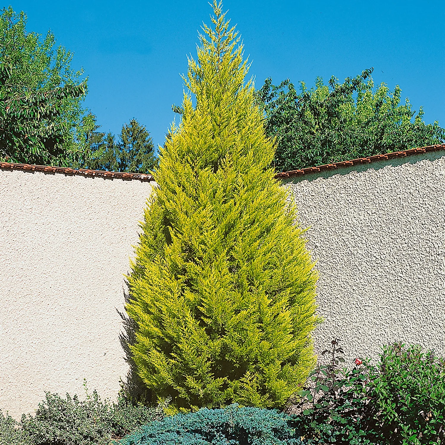 Cupressus Macr. Goldcrest Wilma Pyramid (Cupressus Macrocarpa Goldcrest) 14cm 1 Cupressus Macr. Goldcrest Wilma Pyramid (Cupressus Macrocarpa Goldcrest) 14cm