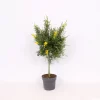 Genista Blooming Dreams 17cm STD