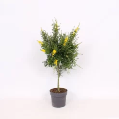 Genista Blooming Dreams 17cm STD