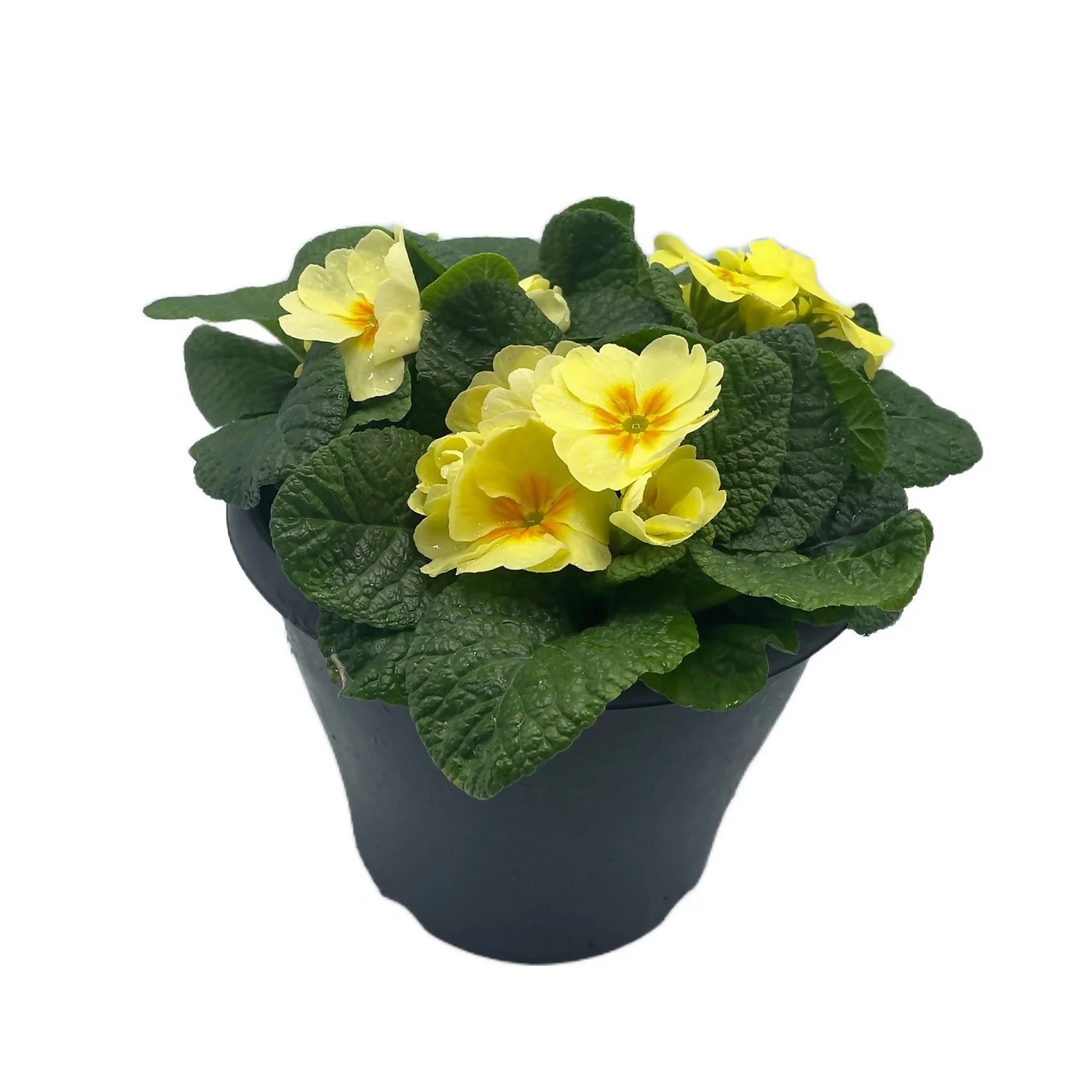 Ibiza Coloured Pot 21cm Primrose Spring 1 Ibiza Coloured Pot 21cm Primrose Spring