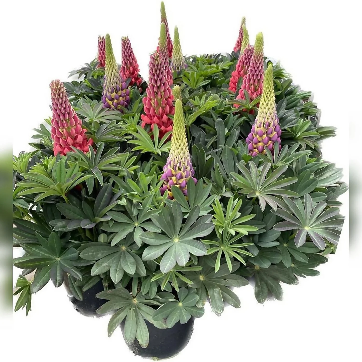 West Country Lupins Mix 5L 1 West Country Lupins Mix 5L
