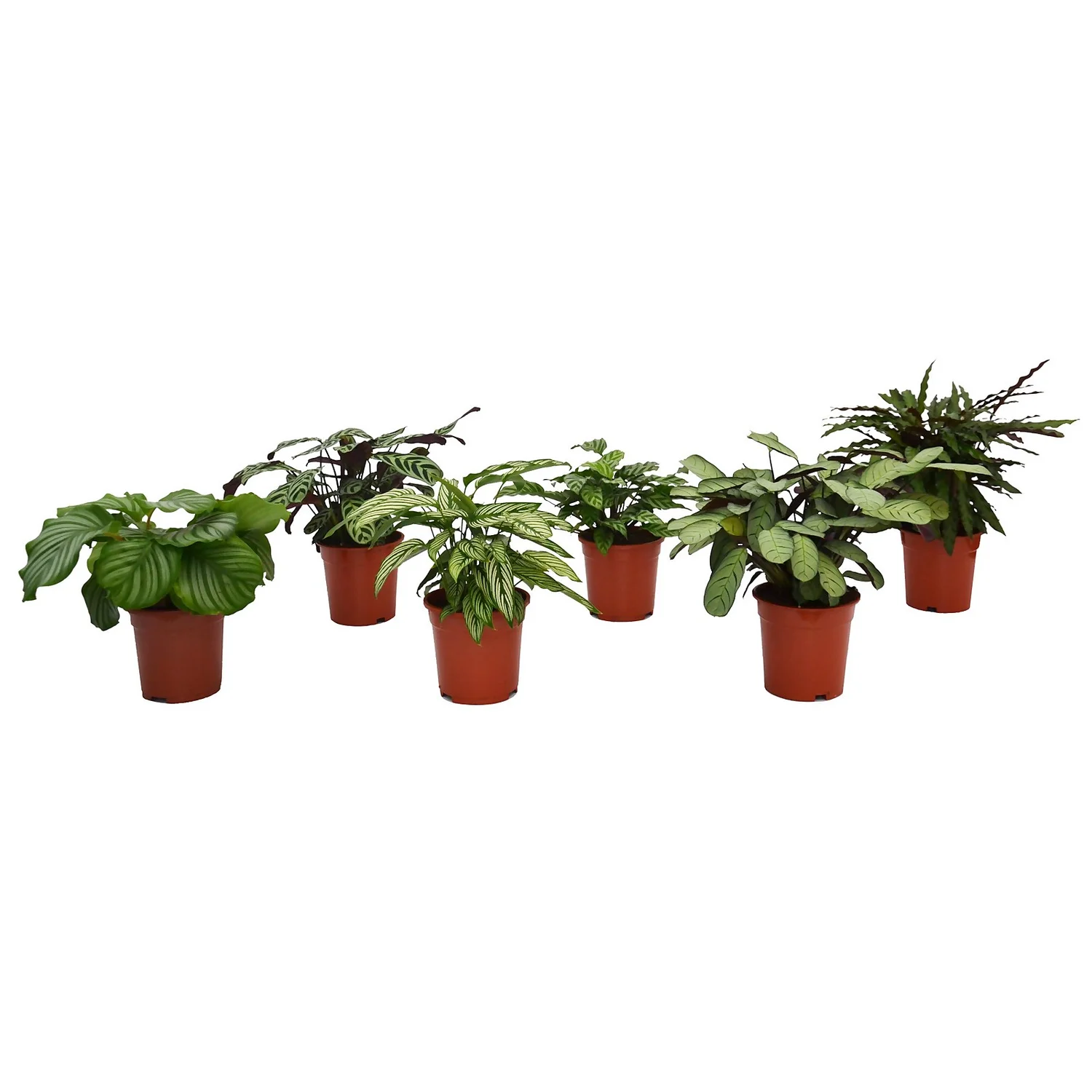 Calathea Mix 17cm 1 Calathea Mix 17cm