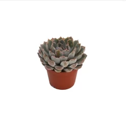 Echeveria Mix 10.5cm 9 Echeveria Mix 10.5cm -Garden Haven Shop 13528697 1385036620887390