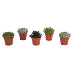 Echeveria Mix 10.5cm