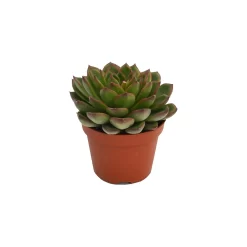 Echeveria Mix 10.5cm 11 Echeveria Mix 10.5cm -Garden Haven Shop 13528697 6275036620959987