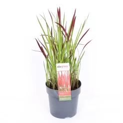 Grass Imperata Red Baron 14cm