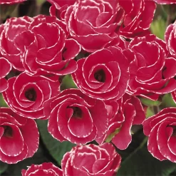 Primrose Mix Large 6 Pack Spring (Primula Acaulis) -Garden Haven Shop 13721699 2984964324665995