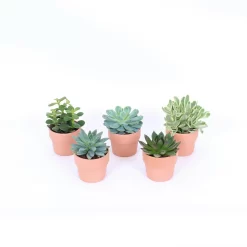 Succulents In Terracotta Pot 7 Cm